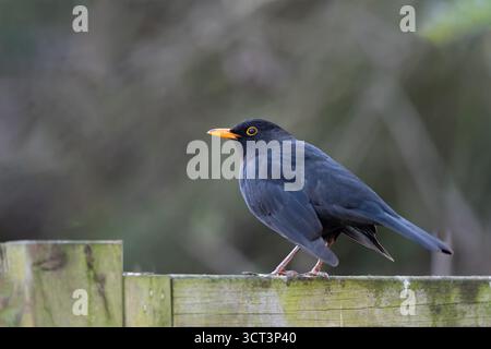 Un mâle Blackbird sur une clôture en bois Blackbird commun Banque D'Images