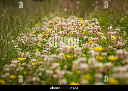 Une prairie avec du trèfle blanc et des papillons fleurissant en été Banque D'Images