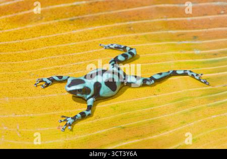 Grenouille verte et noire, (Dendrobates auratus), Costa Rica, Amérique centrale, Banque D'Images