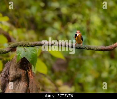 Kingfisher nain oriental avec un meurtre en bouche Banque D'Images