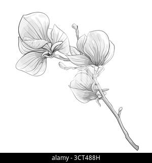 magnifique arbre magnolia monochrome en fleurs de brindilles noir et blanc. fleur isolée Illustration de Vecteur