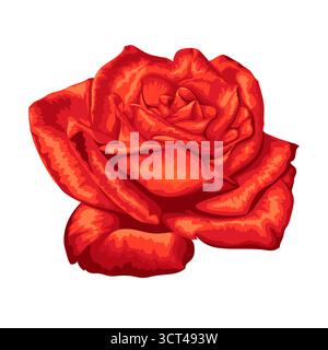 Belle rose rouge isolé sur fond blanc Illustration de Vecteur