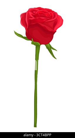belle rose rouge à longue tige et feuilles avec l'effet d'un dessin aquarelle isolé sur blanc Illustration de Vecteur