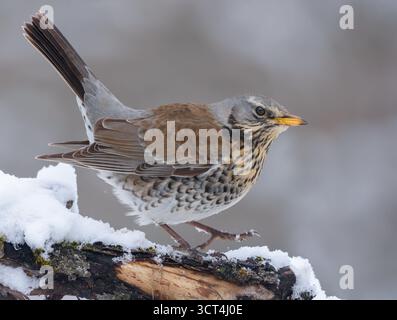 Fieldfare (turdus pilaris) chevauchant une branche enneigée en hiver froid Banque D'Images
