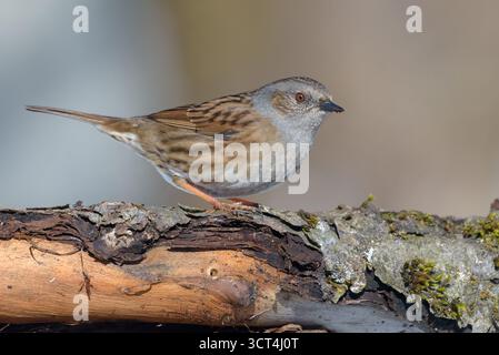 Attention Dunnock (prunella modularis) se dresse sur le dessus du vieux tronc dans un environnement printanier froid Banque D'Images