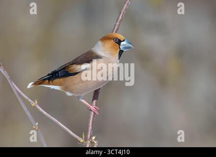 Coloriste mâle coloré (Coccothraustes coccothraustes) posant dans sa beauté sur une petite branche au début du printemps Banque D'Images