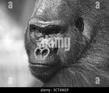 Gros plan portrait en noir et blanc d'un gorille argenté Banque D'Images