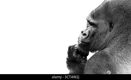 Gros plan portrait en noir et blanc d'un gorille argenté Banque D'Images