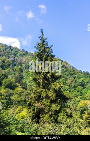 grand conifère dans les montagnes Banque D'Images