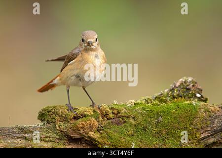 Phoenicurus phoenicurus, ou souvent simplement Red Start, est un petit passereau du genre Phoenicurus. Banque D'Images