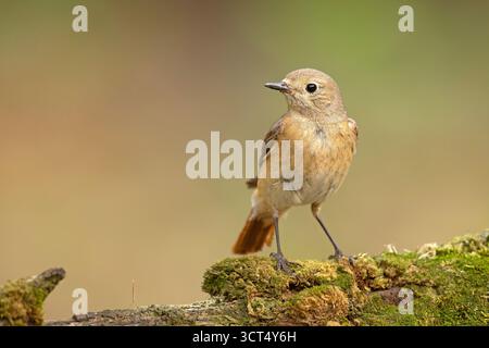 Phoenicurus phoenicurus, ou souvent simplement Red Start, est un petit passereau du genre Phoenicurus. Banque D'Images
