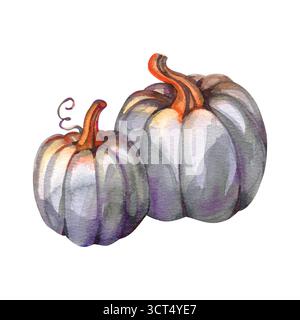 Citrouilles aquarelles. Aquarelle dessinée à la main orange, citrouille grise. Banque D'Images
