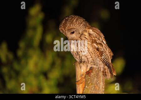 La chouette fauve (Strix aluco), également appelée chouette brune, est une chouette trapézoïdale de taille moyenne de la famille des Strigidae Banque D'Images