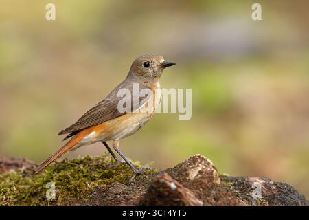 Phoenicurus phoenicurus, ou souvent simplement Red Start, est un petit passereau du genre Phoenicurus. Banque D'Images