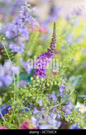 Jolies fleurs de jardin d'été d'un jardin de campagne anglais Banque D'Images