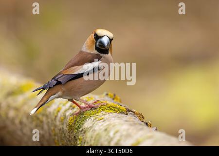 Le faucher (Coccothraustes coccothraustes) est un passereau de la famille des finch Fringillidae Banque D'Images
