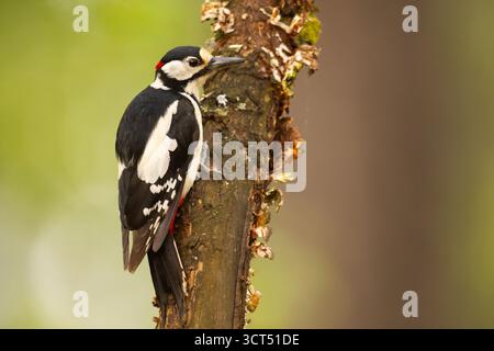 Le grand pic à pois (Dendrocopos Major) est un pic de taille moyenne avec un plumage noir et blanc à pied et une tache rouge sur le bas du ventre Banque D'Images