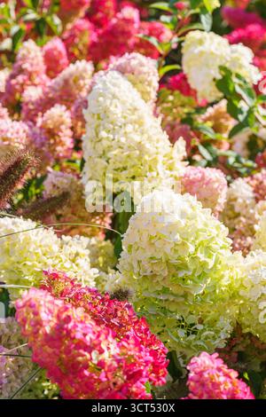 Belle floraison rose, rouge et blanc hortensia, hortensia paniculata fleurs dans un jardin d'été sous la lumière du soleil, vibrantes et colorées florales Banque D'Images