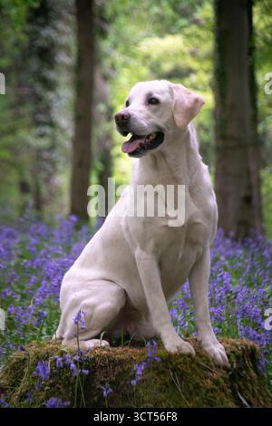 Labrador Retriever parmi les Bluebells dans la forêt Banque D'Images
