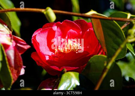 Camellia japonica Red Ensign : fleurs écarlate, simples à semi-doubles avec étamines jaunes centrales. Banque D'Images
