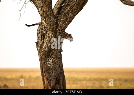 Un léopard descend un arbre dans le parc national du Serengeti, en Tanzanie, probablement après s'être reposé ou avoir repéré des proies potentielles sur la savane en contrebas. Banque D'Images