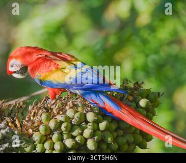 Macaron écarlate (Ara macao) perché sur un arbre, péninsule d'Osa, Costa Rica Banque D'Images
