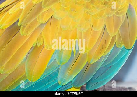 Macaw militaire (Ara militararis) plumes, gros plan, Costa Rica, Amérique centrale Banque D'Images