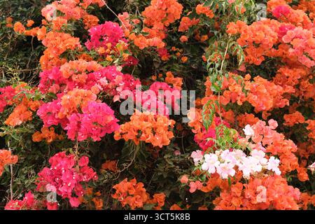 Fleurs de Bougainvillea blanc orange et rose poussant sur un tout à Agadir, Maroc Banque D'Images