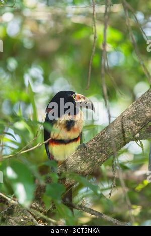 (Pteroglossus Aracari à collier torquatus), Costa Rica, Amérique Centrale Banque D'Images