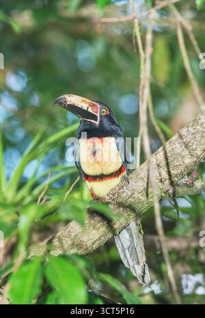 Aracari (Pteroglossus torquatus) perché sur un arbre, Costa Rica, Amérique centrale Banque D'Images