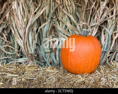 Une seule citrouille orange éclatante se trouve bien en évidence sur une balle de foin avec un fond rustique de tiges de maïs séchées groupées, parfait pour l'automne, Halloween ou Thanksgiving thèmes. Banque D'Images