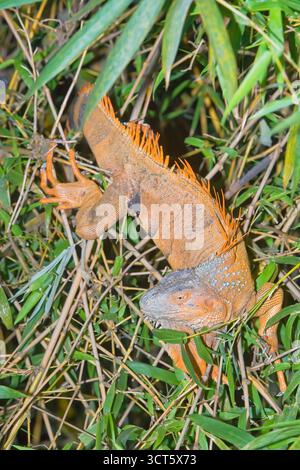Iguana verte (Iguana Iguana), la Fortuna, Costa Rica, Amérique centrale Banque D'Images