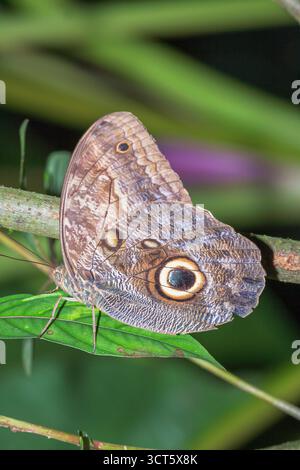 Magnifique papillon chouette (Caligoeurilochus sulanus), Costa Rica, Amérique centrale Banque D'Images