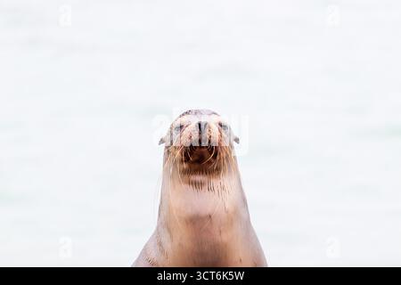 Portrait d'otaries isolé sur fond blanc, galapagos équateur. Banque D'Images