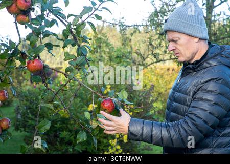 Homme d'âge moyen cueillant la pomme mûre de l'arbre de jardin à l'automne Banque D'Images