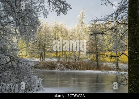 Un pont gelé dans une vallée entourée d'une forêt mixte avec épicéa de norvège (Picea abies) et hêtre européen (Fagus sylvatica) blanc de roarfrost, on Banque D'Images