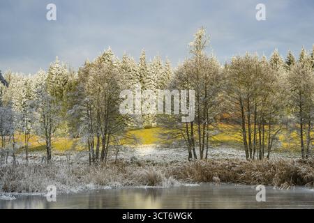 Un pont gelé dans une vallée entourée d'une forêt mixte avec épicéa de norvège (Picea abies) et hêtre européen (Fagus sylvatica) blanc de roarfrost, on Banque D'Images