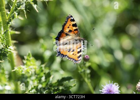 Kleiner Fuchs (Aglais urticae), Falter sitzt auf Distel in der sonne, Nordrhein-Westfalen, Deutschland Banque D'Images