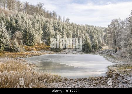Un pont gelé dans une vallée entourée d'une forêt mixte avec épicéa de norvège (Picea abies) et hêtre européen (Fagus sylvatica) blanc de roarfrost, on Banque D'Images