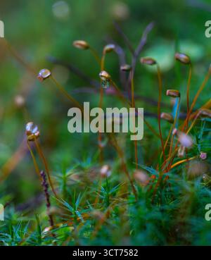 Plan macro de sporophytes de mousse avec des gouttelettes de rosée dans une forêt humide, montrant des capsules délicates et des gamétophytes verts vibrants dans une lumière naturelle douce Banque D'Images