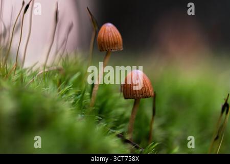 Deux champignons à chapeau (Mycena haematopus) avec des tiges minces et des chapeaux orangé-brun côtelés émergeant de mousse molle dans la lumière de la forêt de l'Apuseni Mo Banque D'Images