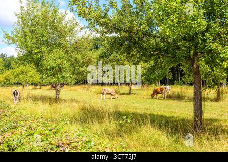 Paysage de bétail avec quatre vaches pâtissant librement parmi les arbres verdoyants de la ferme bovine, herbe jaune-vert sauvage dans le champ, journée d'été ensoleillée dans le membre Banque D'Images