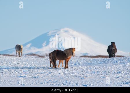 Le cheval islandais est une race compacte, robuste, à cinq dents (y compris tölt) avec un manteau épais ; portrait classique dans la campagne islandaise Banque D'Images