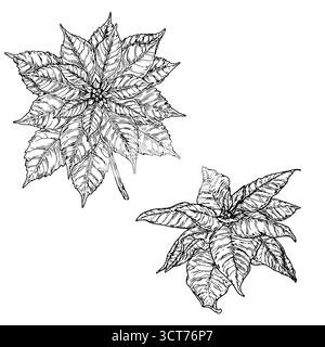 Fleur de poinsettia avec pétales gracieux, croquis noir et blanc. Illustration vectorielle. Ensemble de fleurs de Noël isolé sur fond blanc. Concept de Illustration de Vecteur