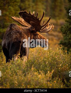 Orignal taureau sauvage de l'alaska à Denali Banque D'Images