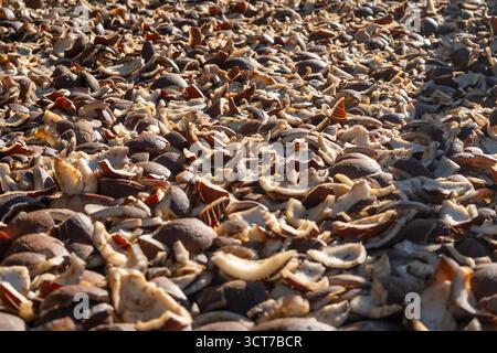 Morceaux de chair de noix de coco séchant au soleil à Nuku Hiva, Polynésie française, dans le cadre du processus traditionnel de production de coprah pour l’huile de noix de coco Banque D'Images