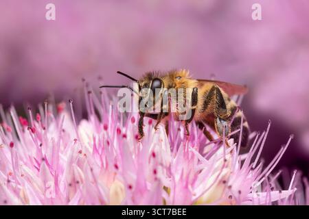L'abeille recueille le nectar sur une fleur violette. Gros plan d'un arrière-plan rose doux d'insecte. Gros plan d'abeille. Banque D'Images