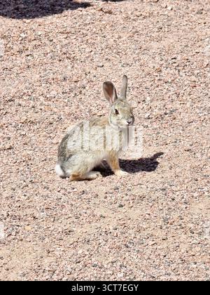 Petit lapin de montagne (Sylvilagus nuttallii), également connu sous le nom de cottontail de Nuttall, nous regardant Banque D'Images