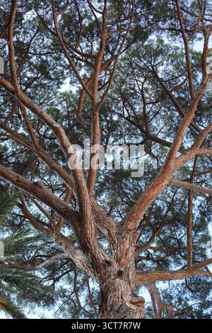 Vue vers le haut d'un arbre d'en bas, branches s'étendant comme des veines contre un ciel bleu clair, capturant la beauté et la structure de la nature d'en dessous. Banque D'Images