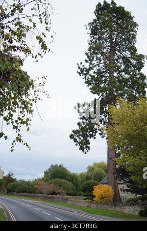 Route de campagne serpentant à travers la forêt avec un séquoia géant illuminé par la lumière naturelle du soleil, près de Stoke Bruerne, Northamptonshire, Royaume-Uni. Banque D'Images